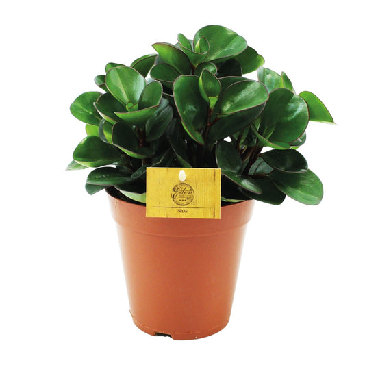Peperomia Burning Bush – Pflegeleichte Zimmerpflanze Ø15cm