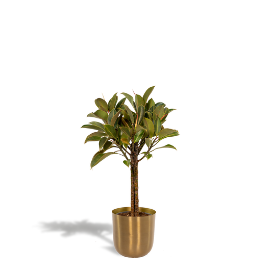 Ficus elastica Melany Stamm im Mayk Gold Topf – 90 cm