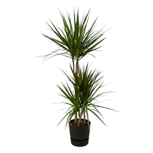 Dracaena Marginata – Pflegeleichte Zimmerpflanze Ø21cm