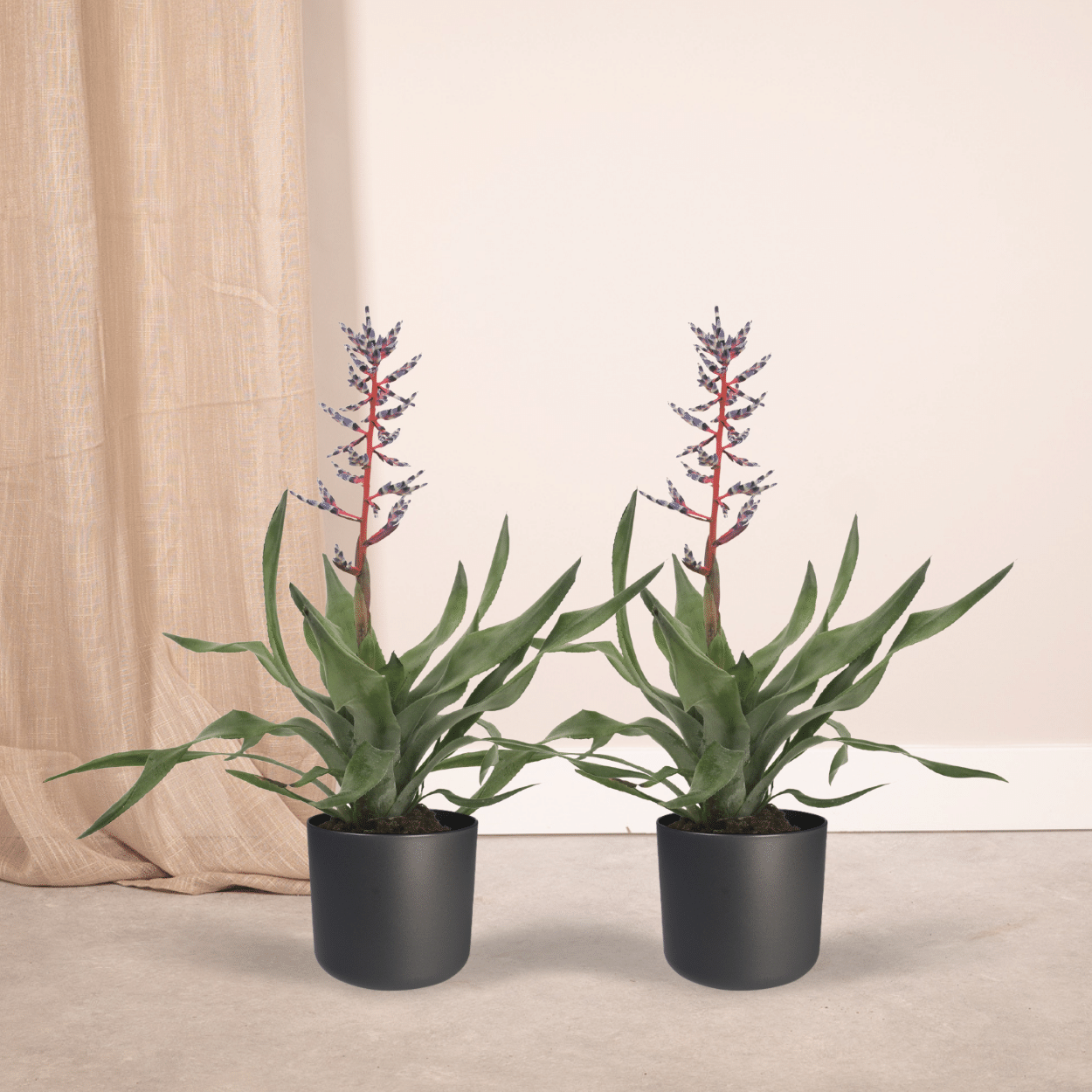 2x Aechmea Blue Rain – Pflegeleichte Tube Bromelie 45cm