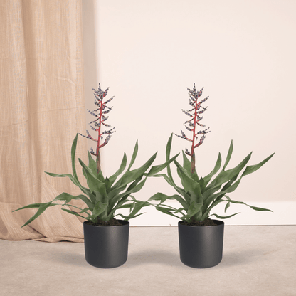 2x Aechmea Blue Rain – Pflegeleichte Tube Bromelie 45cm