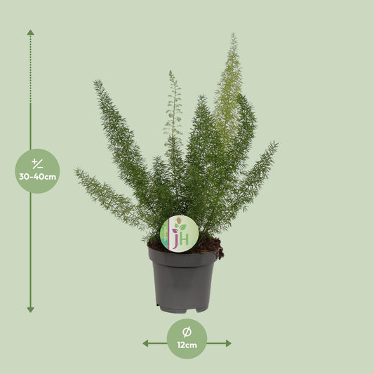 Asparagus Meyeri – Pflegeleichte, luftreinigende Zimmerpflanze Ø12cm