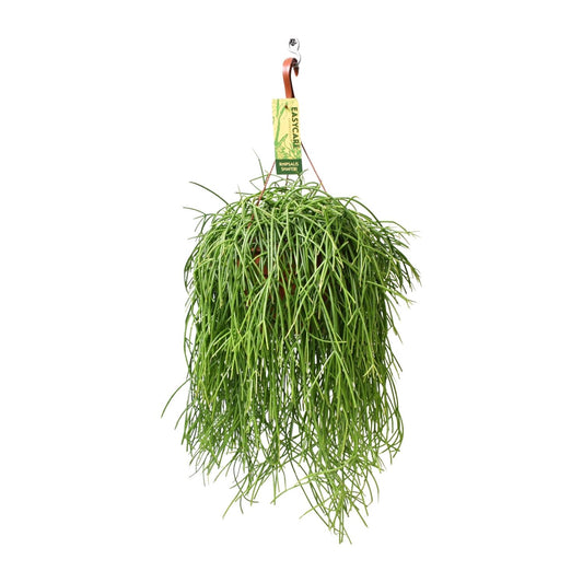 Rhipsalis Baccifera Shaferi – Pflegeleichte Hängepflanze Ø21cm