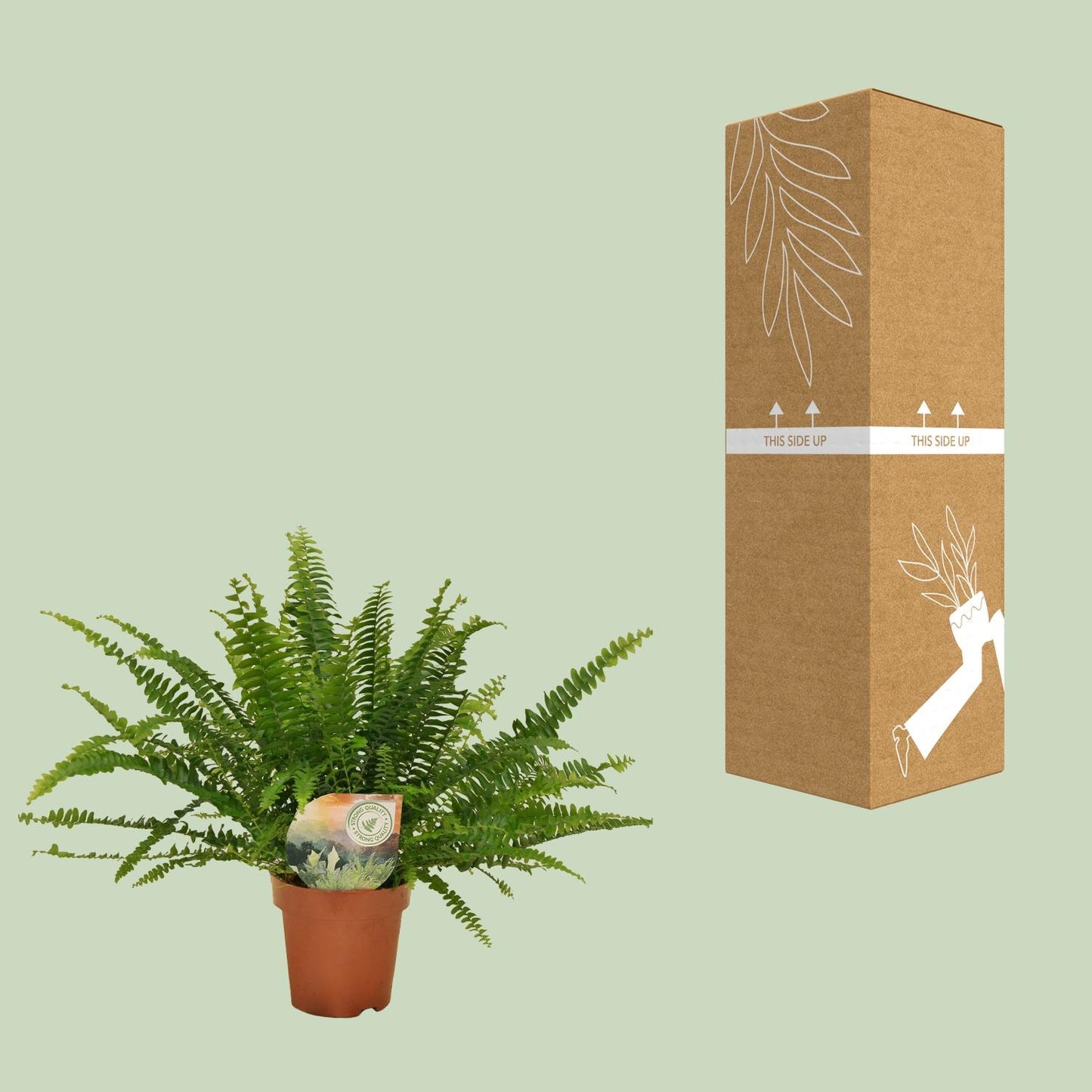 Schwertfarn 'Green Lady' Ø12cm – Pflegeleichte Zimmerpflanze