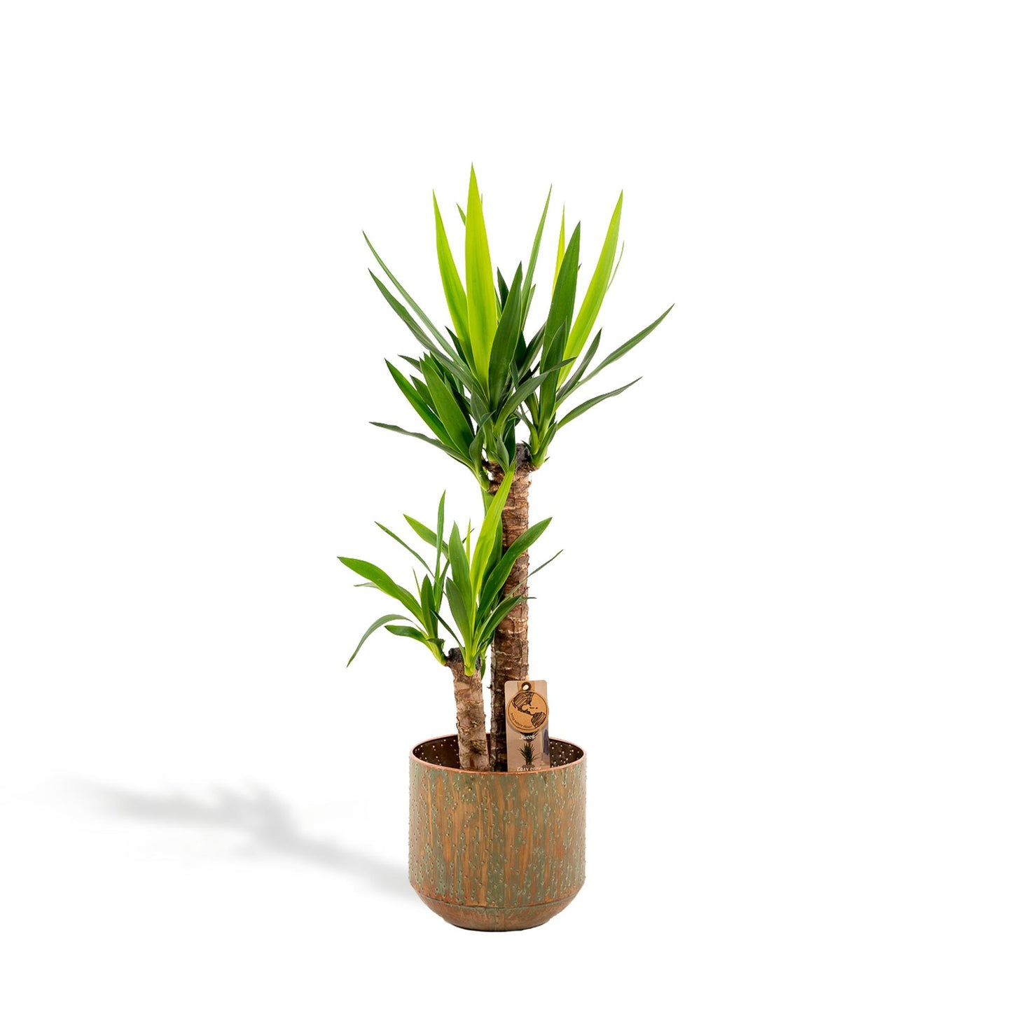 Yucca Palmlilie mit Topf – 100 cm, Ø 21 cm