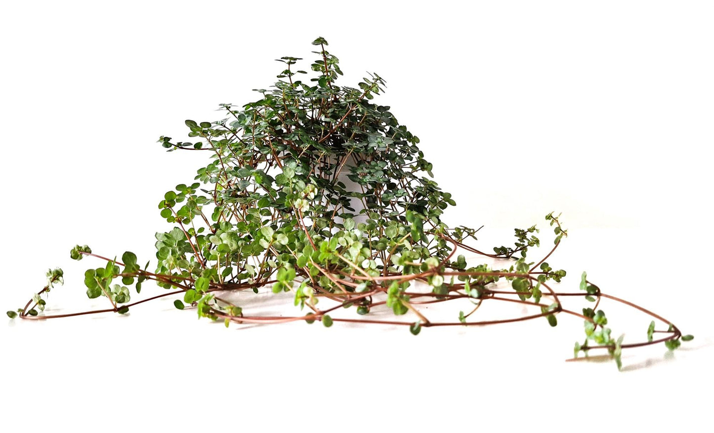 Pilea Glaucophylla – Pflegeleichte Trendpflanze Ø11cm