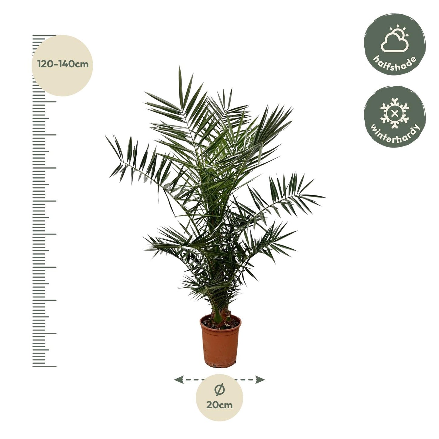 Phoenix Canariensis – Kanarische Dattelpalme 120 cm