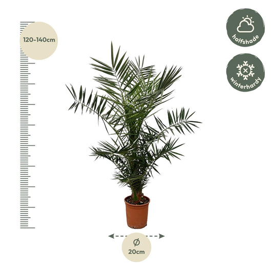 Phoenix Canariensis – Kanarische Dattelpalme 120 cm
