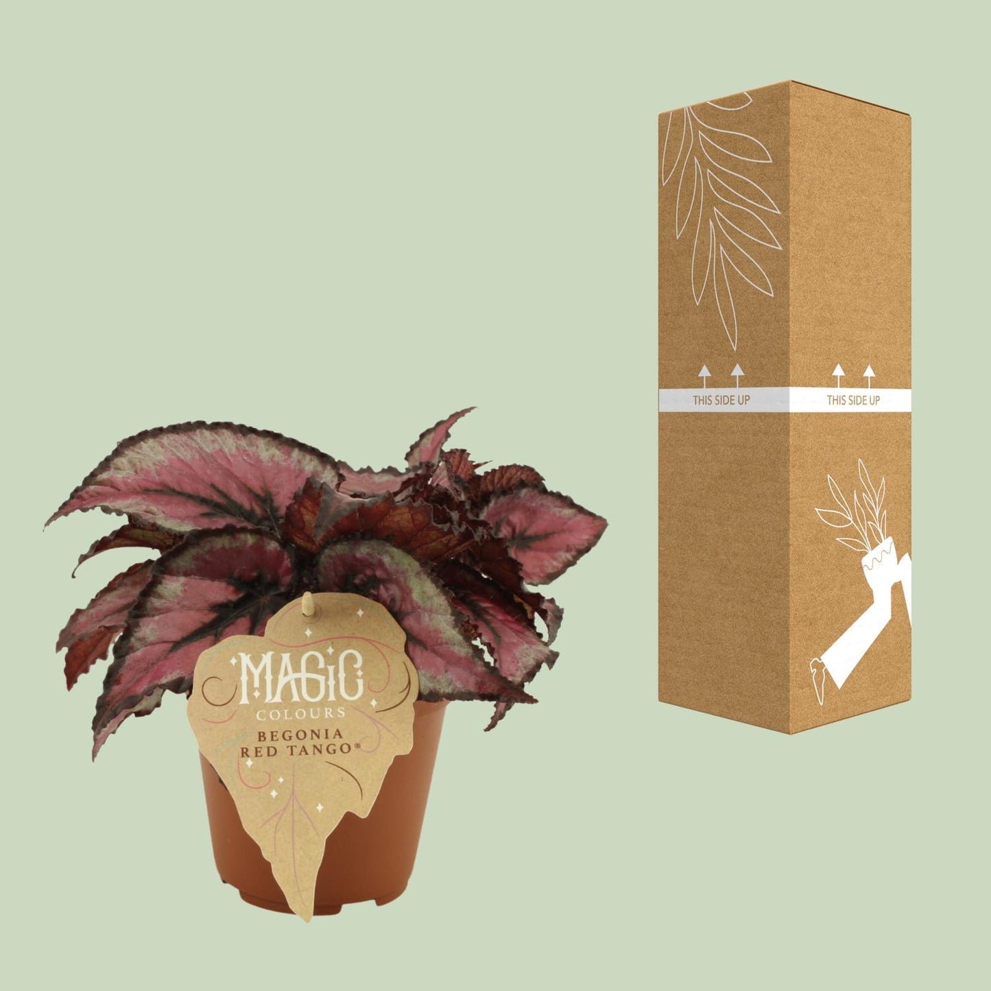 Begonie Rex Red Tango – Farbenfrohe pflegeleichte Zimmerpflanze