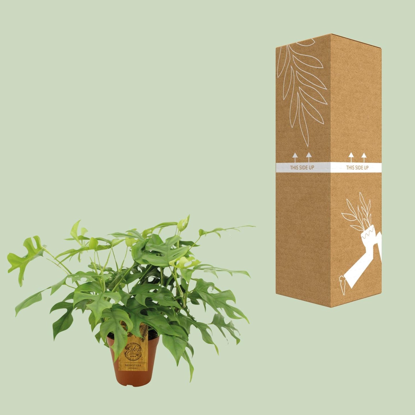 Monstera Minima – Pflegeleichte Zimmerpflanze Ø15 cm