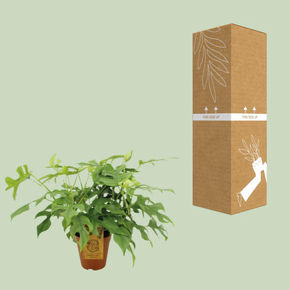 Monstera Minima – Pflegeleichte Zimmerpflanze Ø15 cm