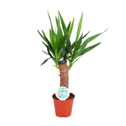 Yucca Elephantipes – Pflegeleichte Zimmerpflanze Ø14cm, 60cm hoch
