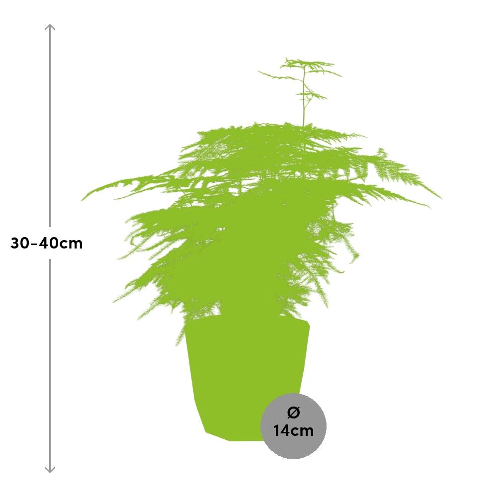 Spargelfarn ‘Plumosus’ in ELHO b.for rock 14 cm warm grey