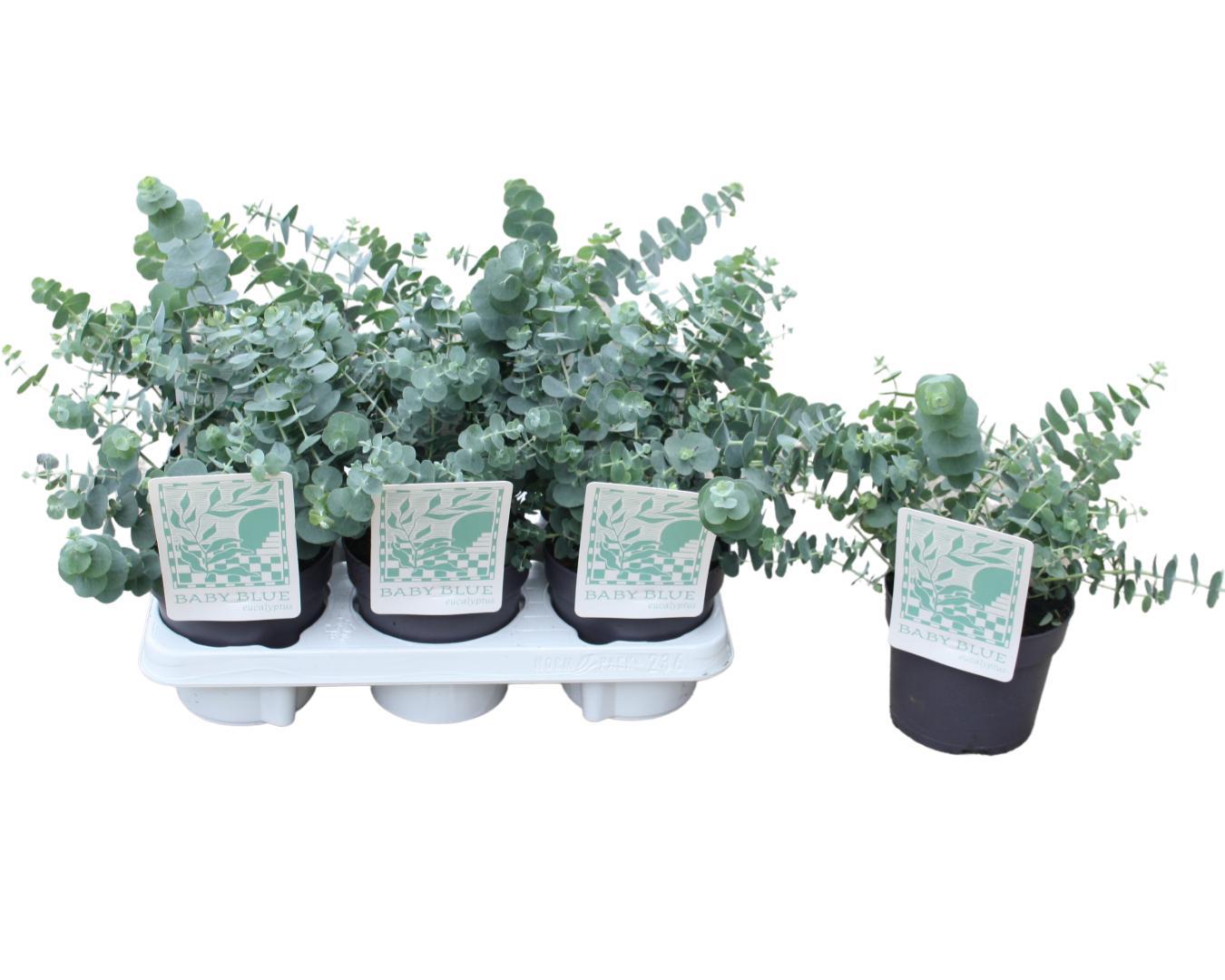 Eucalyptus Pul. Baby Blue – Pflegeleichter Luftreiniger Ø13cm