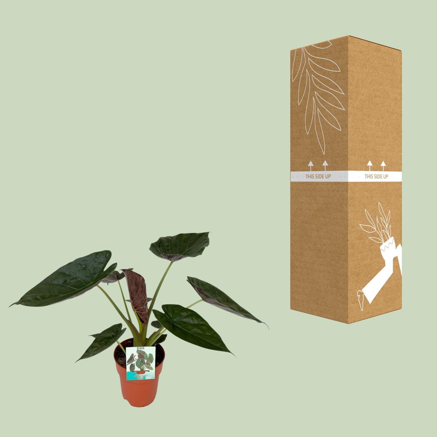Alocasia Wentii – Elegante, pflegeleichte Zimmerpflanze Ø19cm
