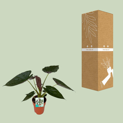 Alocasia Wentii – Elegante, pflegeleichte Zimmerpflanze Ø19cm