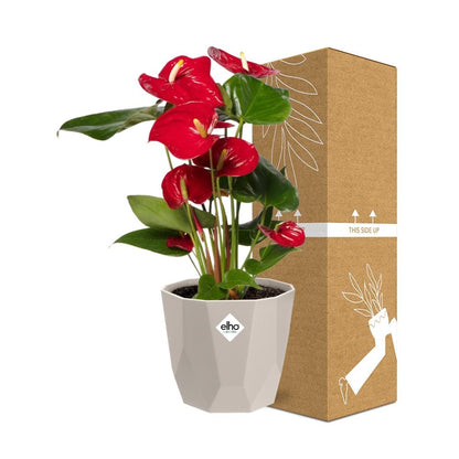 Anthurium Red 12 cm in ELHO b.for rock 14 cm warm grey