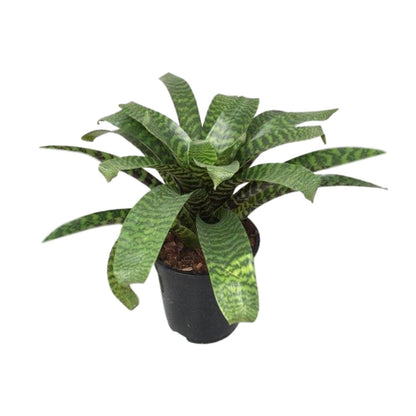 Vriesea Hieroglyphica – Exotische pflegeleichte Zimmerpflanze Ø19cm