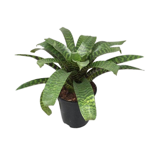 Vriesea Hieroglyphica – Exotische pflegeleichte Zimmerpflanze Ø19cm