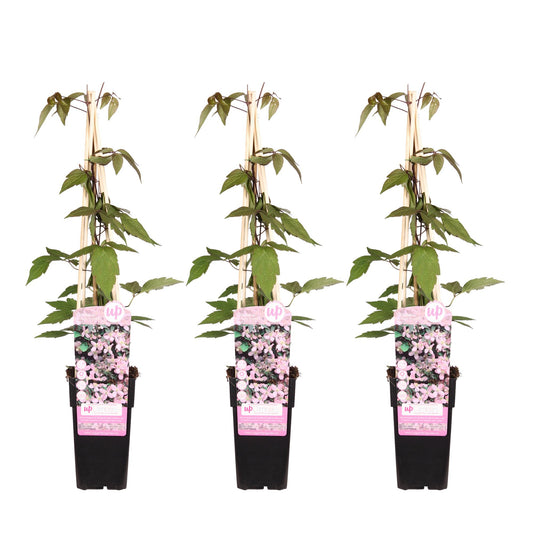 3x Clematis Montana 'Fragrant Spring' – Duftende Kletterpflanze Ø15cm