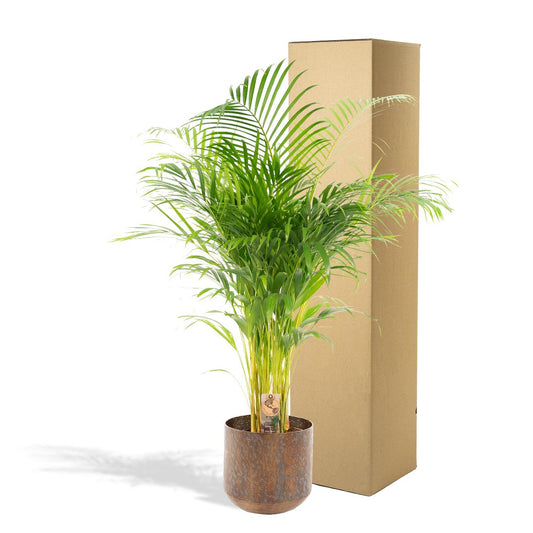 Areca-Palme mit Topf – 130 cm – Ø 24 cm