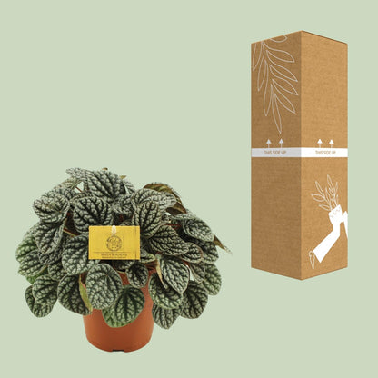 Peperomia Burbella – Pflegeleichte Zimmerpflanze Ø15cm