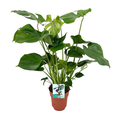 Monstera Deliciosa – Pflegeleichte Tropische Zimmerpflanze Ø19cm