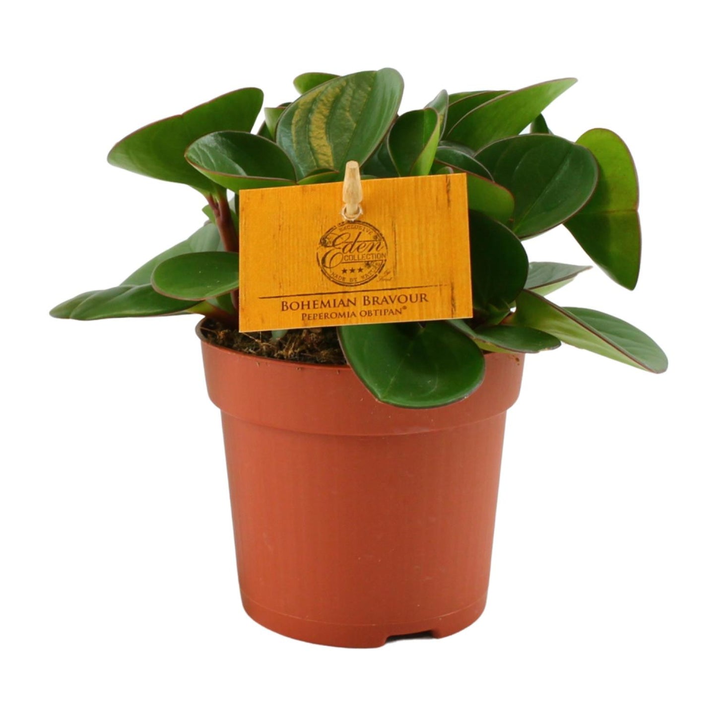 Peperomia Obtipan – Pflegeleichte Zimmerpflanze Ø11cm