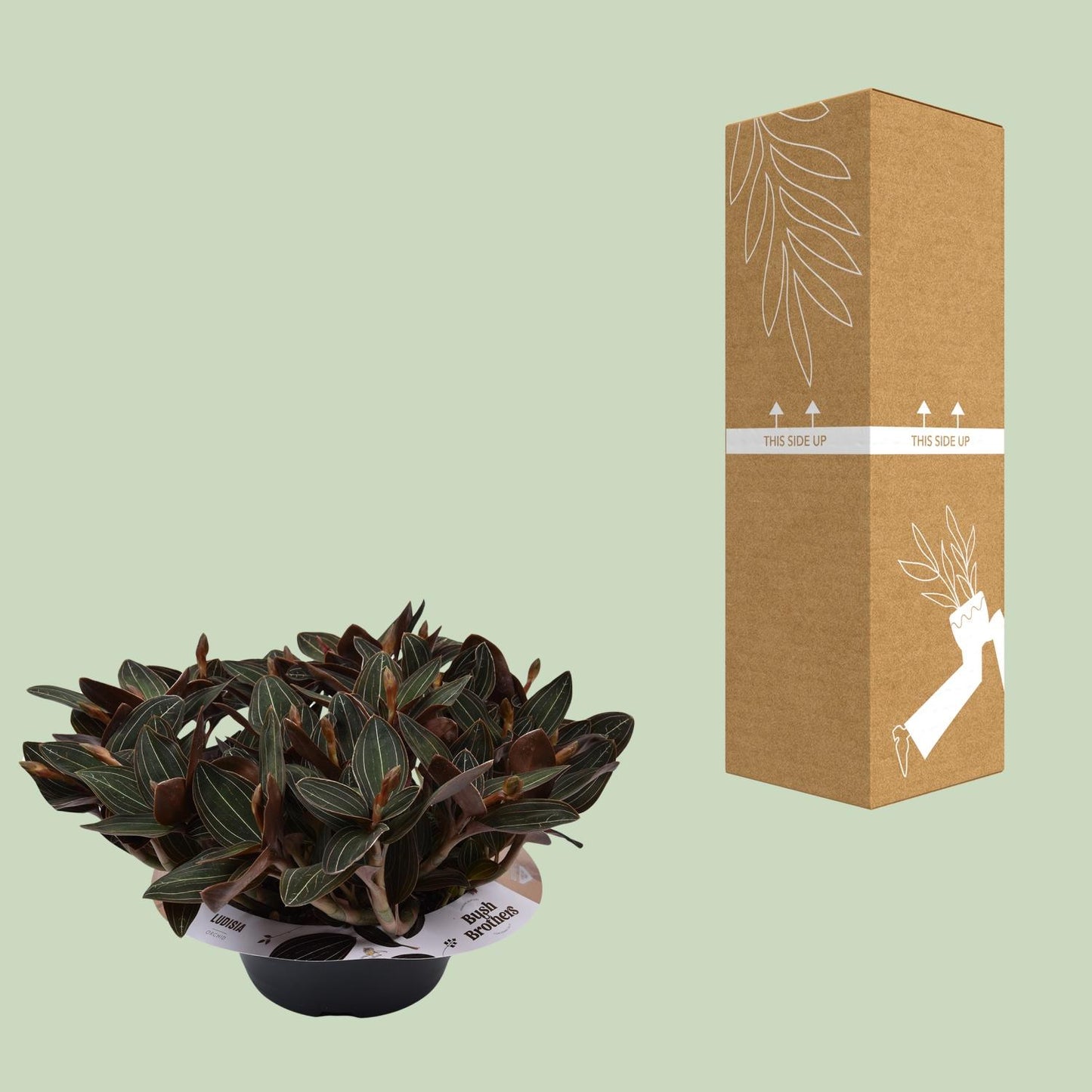 Ludisia discolor – Schwarze Juwelorchidee Ø23 cm, 45 cm hoch