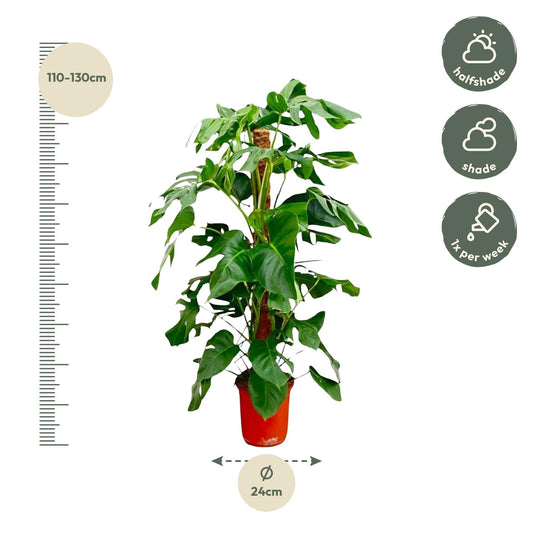 Monstera Pertusum – 120 cm – pflegeleichte Zimmerpflanze