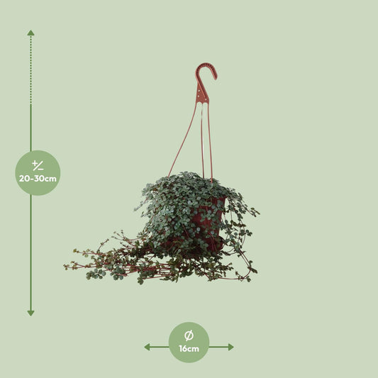 Pilea Glaucophylla – Aluminium-Pflanze Ø16cm, 25cm hoch