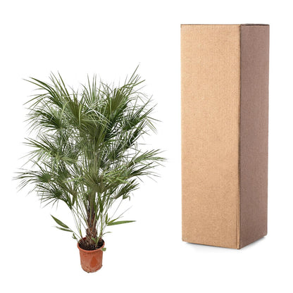 Chamaerops Humilis – Mediterrane Zwergpalme 170 cm