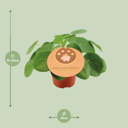 Pilea Peperomioides – pflegeleichte Zimmerpflanze Ø12cm