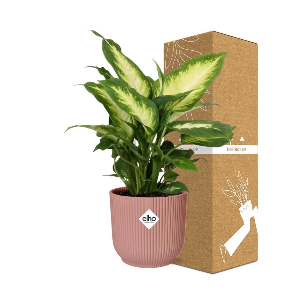 Dieffenbachia ‘Camilla’ in ELHO Vibes Fold 14cm rosa – pflegeleicht & luftreinigend