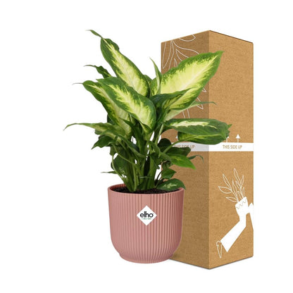 Dieffenbachia ‘Camilla’ in ELHO Vibes Fold 14cm rosa – pflegeleicht & luftreinigend
