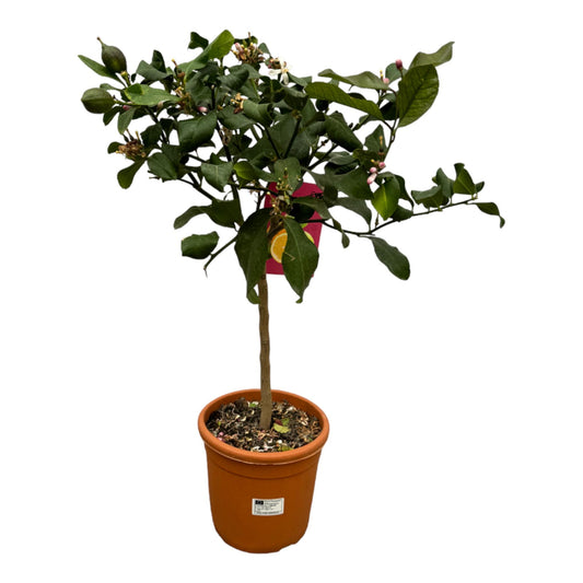 Citrus Lemon Calamondin – Pflegeleichter Zitrusbaum 80 cm