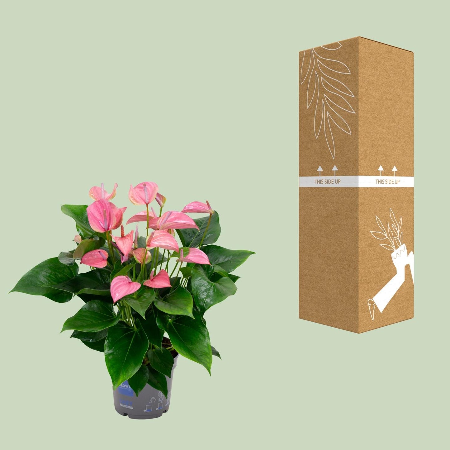 Anthurium KARMA Joli – Tropische & pflegeleichte Zimmerpflanze 55 cm