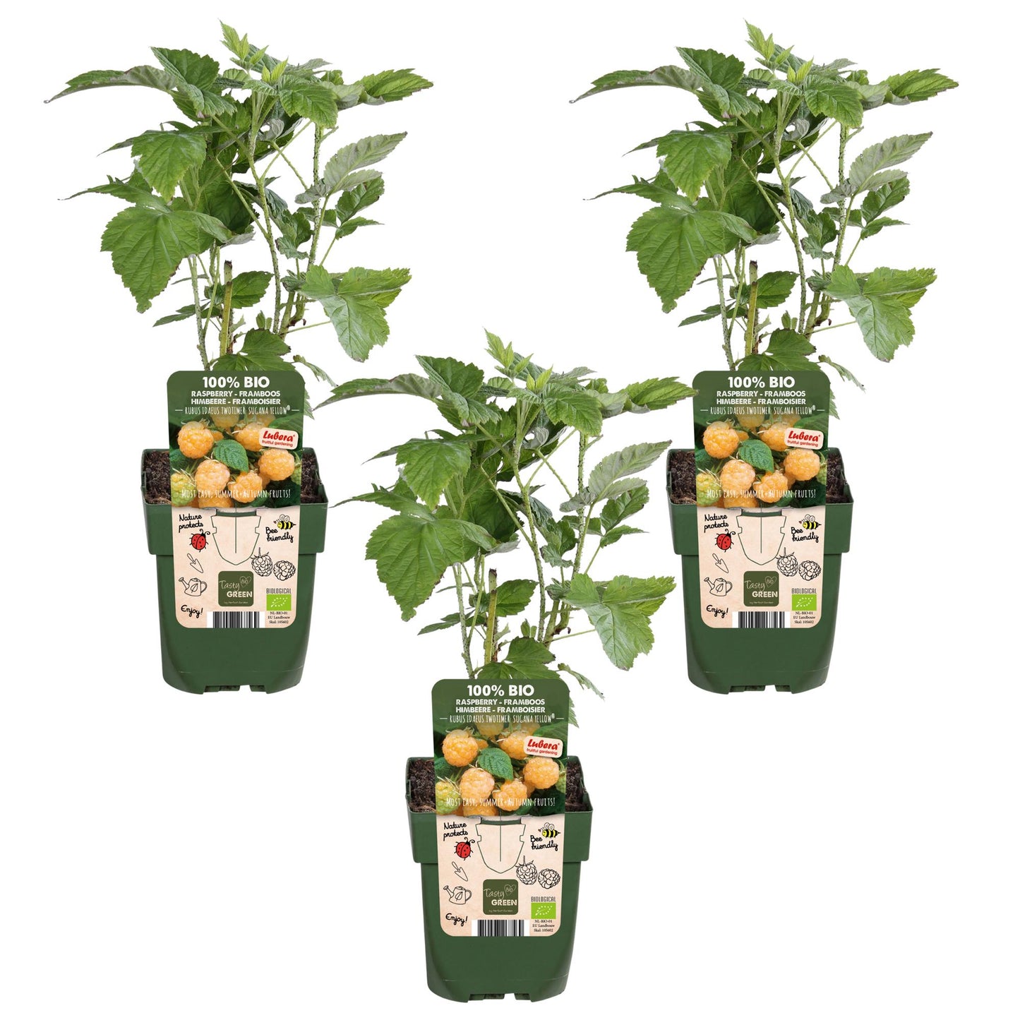 3x Rubus id. Twotimer 'Sugana Yellow' - Gelbe Himbeere Ø13cm