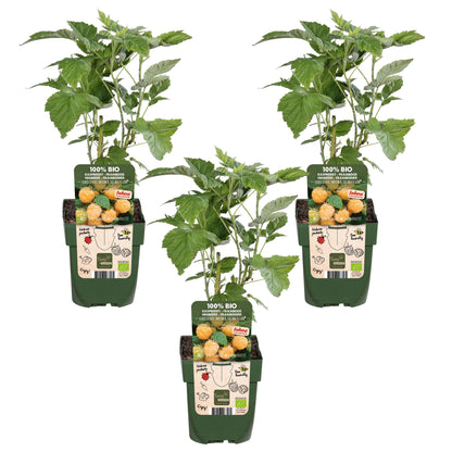 3x Rubus id. Twotimer 'Sugana Yellow' - Gelbe Himbeere Ø13cm