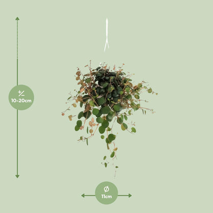 Peperomia Pepperspot – Pflegeleichte Zimmerpflanze Ø11cm