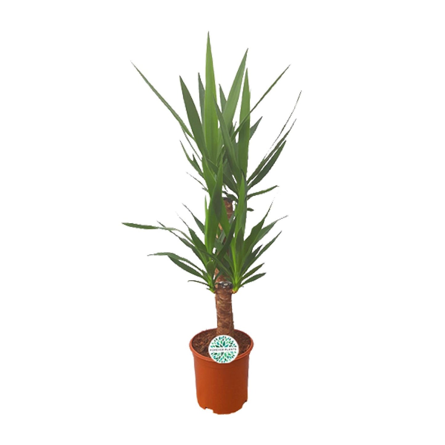 Yucca – Pflegeleichte Zimmer- und Gartenpflanze Ø21cm
