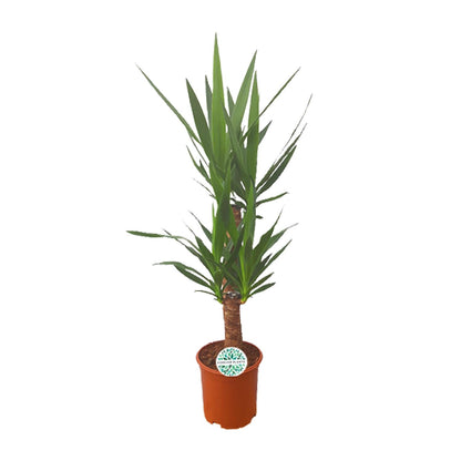 Yucca – Pflegeleichte Zimmer- und Gartenpflanze Ø21cm
