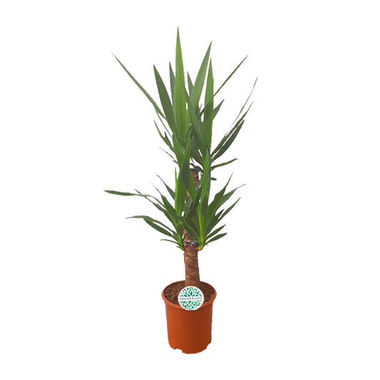 Yucca – Pflegeleichte Zimmer- und Gartenpflanze Ø21cm