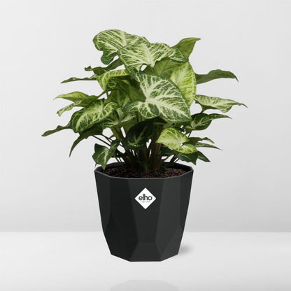 Syngonium Arrow – Pflegeleichte Pfeilspindel in 14 cm Topf