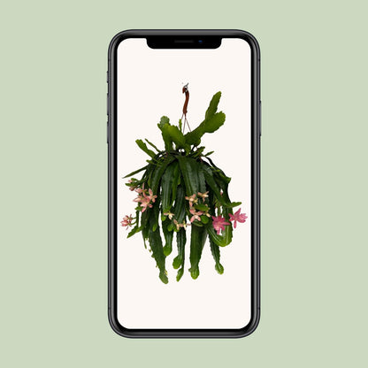 Disocactus phyllanthoides – Pflegeleichter Kaktus Ø21 cm