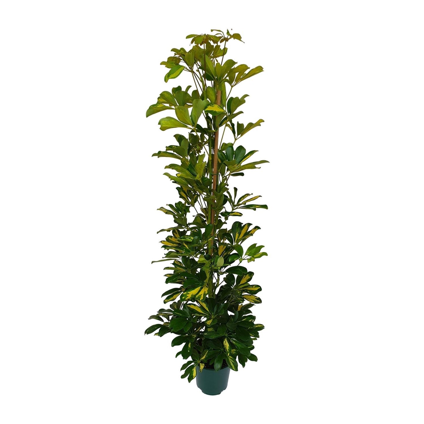 Schefflera Arboricola Gerda – Pflegeleichte Zimmerpflanze Ø20cm