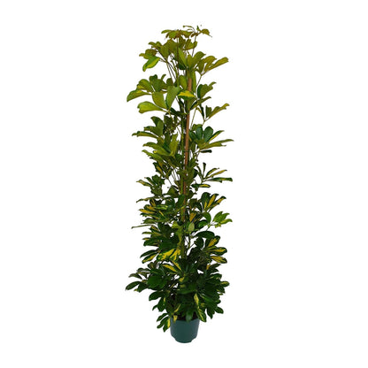 Schefflera Arboricola Gerda – Pflegeleichte Zimmerpflanze Ø20cm