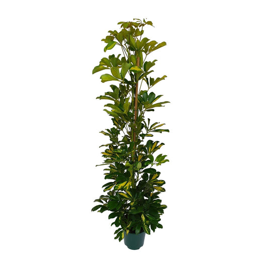 Schefflera Arboricola Gerda – Pflegeleichte Zimmerpflanze Ø20cm