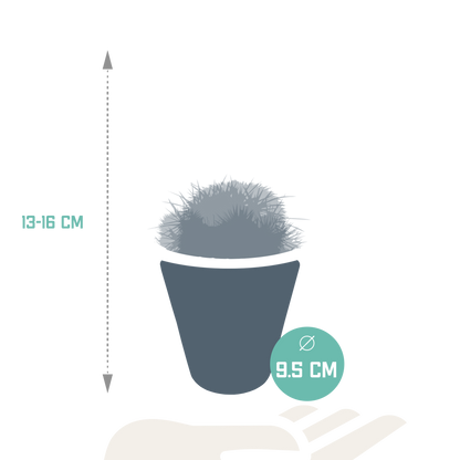 Bolcactus Kakteen-Mischung im weißen Topf 8,5 cm