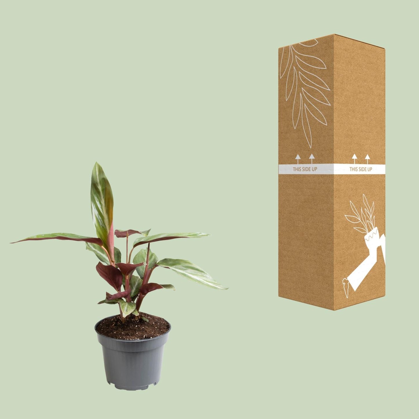 Stromanthe Sanguinea – Pflegeleichte Exoten-Zimmerpflanze 18cm